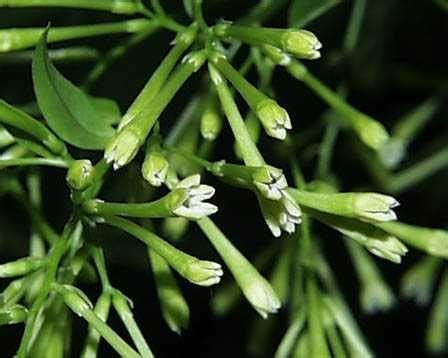 夜來香開花|夜香樹(夜丁香):植物形態,生長習性,分布範圍,繁殖方法,栽培,扦插。